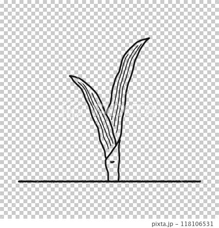Angiosperms, monocots, line drawings Angiosperms, monocots, line drawings 118106531