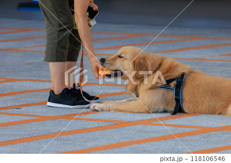 飼い主からお気に入りの玩具をもらう犬 118106546