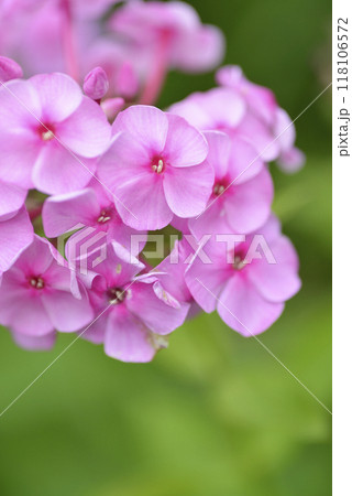 ピンクのフロックス 118106572