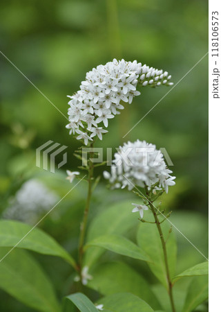 山に咲くオカトラノオ 118106573