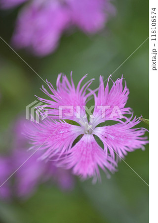 野に咲くカワラナデシコ 118106574