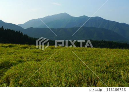 日本百名山の荒島岳を見る実りの棚田 118106728