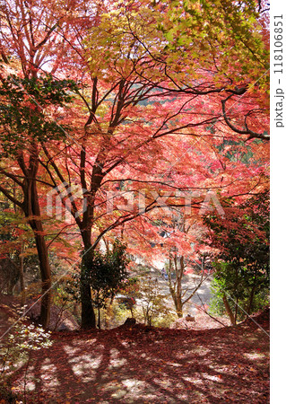秋の今高野山龍華寺 秋の今高野山龍華寺 118106851