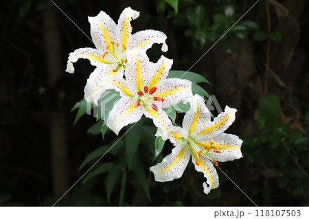 ヤマユリの花 ヤマユリの花 118107503