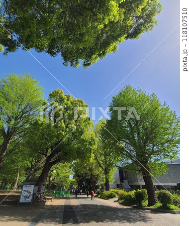西洋美術館前の新緑 西洋美術館前の新緑 118107510