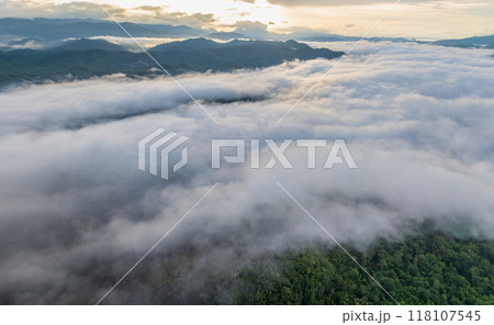 Tropical forests can absorb large amounts of carbon dioxide from the atmosphere. 118107545