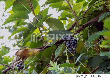 エビヅルの実をクローズアップ【エビカズラ】9月 118107558