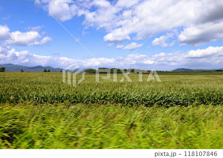 夏の北海道、ナイタイテラス、十勝平野、牧草地、日本一広い牧場、はてしない大空、ナイタイ牧場、八月 夏の北海道、ナイタイテラス、十勝平野、牧草地、日本一広い牧場、はてしない大空、ナイタイ牧場、八月 118107846