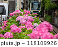 江ノ電と紫陽花 江ノ電と紫陽花 118109926
