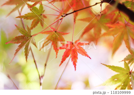 紅葉した秋のモミジ 紅葉した秋のモミジ 118109999