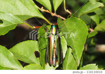 飛翔前のタマムシ（ヤマトタマムシ） 118110010