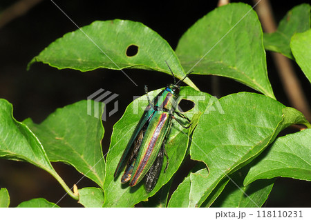 飛翔前のタマムシ（ヤマトタマムシ） 118110231