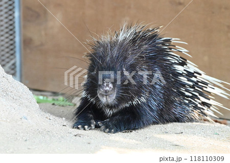 動物園のヤマアラシ 118110309