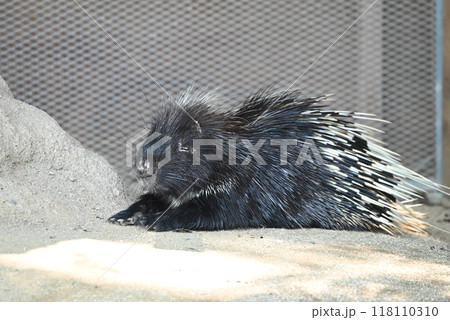 動物園のヤマアラシ 動物園のヤマアラシ 118110310