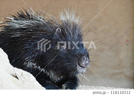 動物園のヤマアラシ 118110312