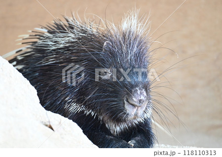 動物園のヤマアラシ 動物園のヤマアラシ 118110313