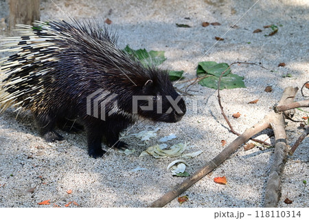 動物園のヤマアラシ 動物園のヤマアラシ 118110314