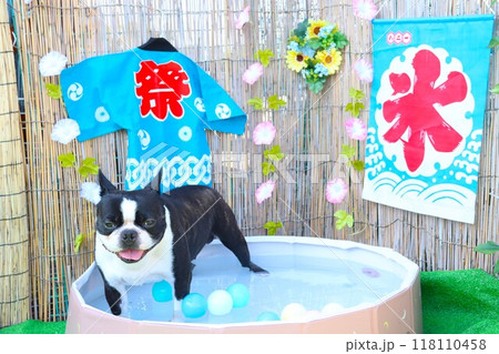 背景が夏模様のプールに入って笑顔で喜ぶボストンテリアのマイティ君♡ 118110458