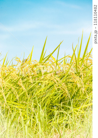 収穫間近の稲穂と秋空 118110482