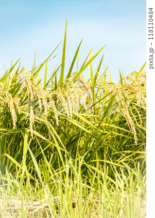 収穫間近の稲穂と秋空 118110484
