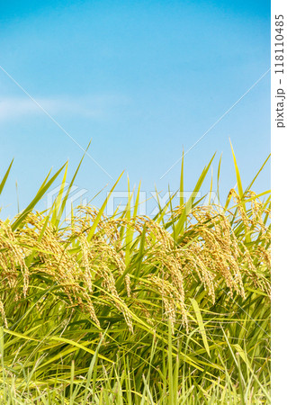 収穫間近の稲穂と秋空 118110485