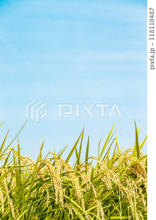 収穫間近の稲穂と秋空 118110487