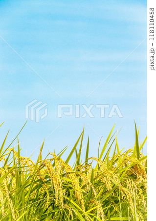 収穫間近の稲穂と秋空 118110488