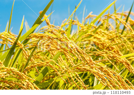 実った稲穂と青空 118110493