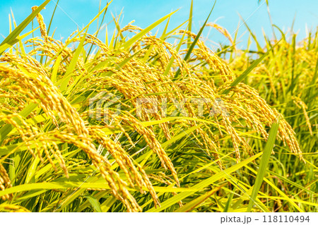 実った稲穂と青空 118110494