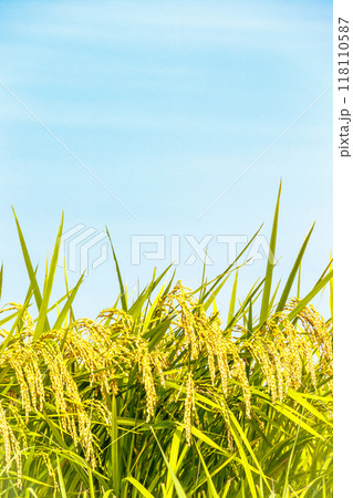 収穫間近の稲穂と秋空 118110587