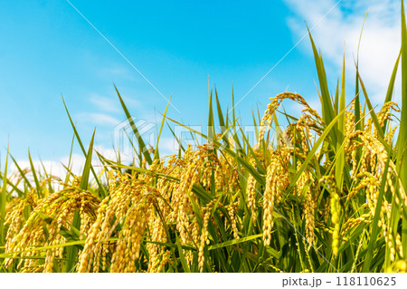 収穫間近の稲穂と秋空 収穫間近の稲穂と秋空 118110625