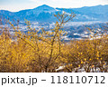 冬の宝登山からみるロウバイと秩父市街 冬の宝登山からみるロウバイと秩父市街 118110712