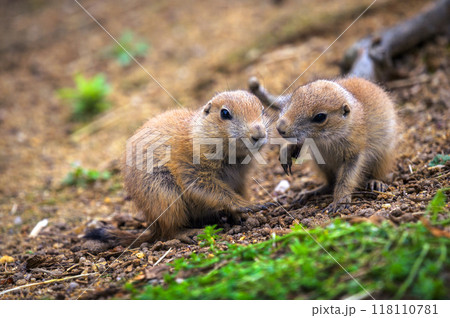Two young prairie dogs interacting closely 118110781