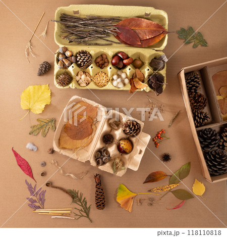 a neatly organized collection of natural items in empty egg carton box, Scattered around the boxes are additional elements like red leaves, pine cones, an acorn, and small round seeds or berries a neatly organized collection of natural items in empty egg carton box, Scattered around the boxes are additional elements like red leaves, pine cones, an acorn, and small round seeds or berries 118110818