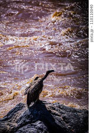 vulture in the grass vulture in the grass 118110840