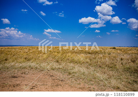vulture in the grass 118110899
