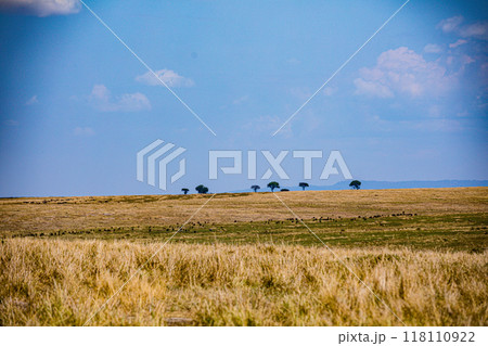 vulture in the grass 118110922