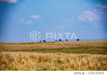 vulture in the grass 118110923