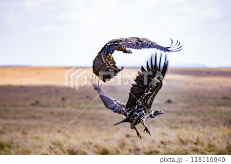 vulture in the grass vulture in the grass 118110940