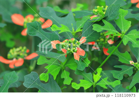 猩々草（ショウジョウソウ） or  サマーポインセチア 118110973