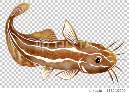 鋭い棘に毒を持つ魚ゴンズイの切り絵イラスト 鋭い棘に毒を持つ魚ゴンズイの切り絵イラスト 118110992