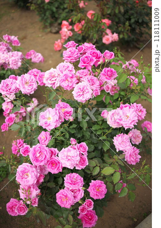 ピンク色の薔薇の花 ピンク色の薔薇の花 118111009