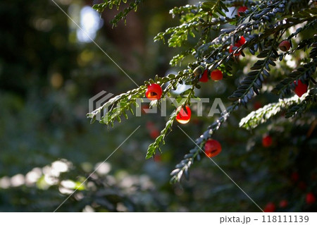 逆光に映える針葉樹の赤い果実 逆光に映える針葉樹の赤い果実 118111139