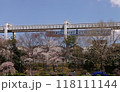 千葉公園の桜を見下ろすモノレール 118111144