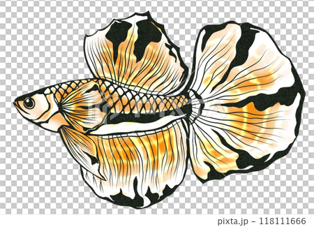 美しい魚にはとげが有る喧嘩ぱやく怒りん坊の熱帯魚ベタの切り絵