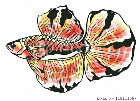 美しいヒレが特徴の熱帯魚ベタの切り絵イラスト 118111667