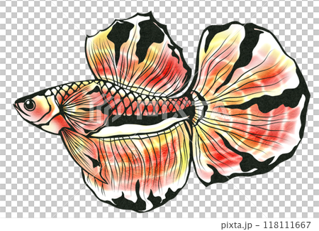 美しいヒレが特徴の熱帯魚ベタの切り絵イラスト 118111667