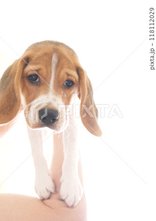 久しぶりに逢えて嬉し涙のビーグル犬 久しぶりに逢えて嬉し涙のビーグル犬 118112029