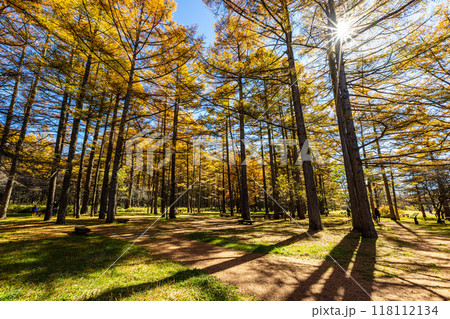 栃木県・奥日光　戦場ヶ原の紅葉風景　 118112134