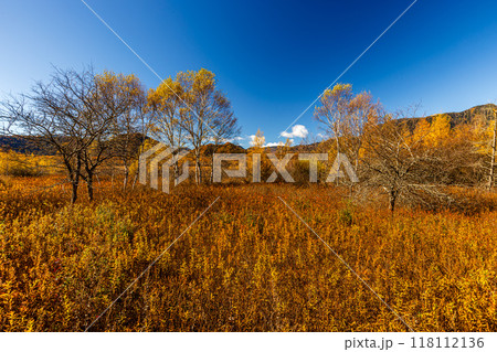栃木県・奥日光 戦場ヶ原の紅葉風景 栃木県・奥日光 戦場ヶ原の紅葉風景 118112136